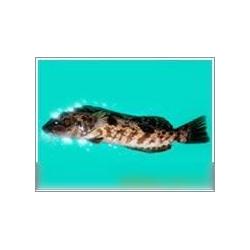 鮮活水產(chǎn)品產(chǎn)業(yè)鏈全解析 從源頭供應到終端批發(fā)