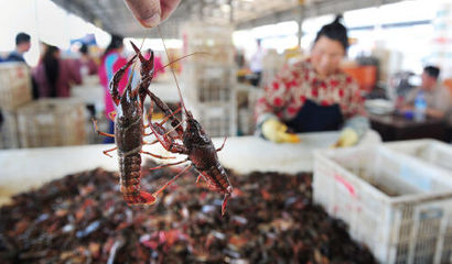 小龍蝦分揀技術及其在水產(chǎn)品加工中的重要性
