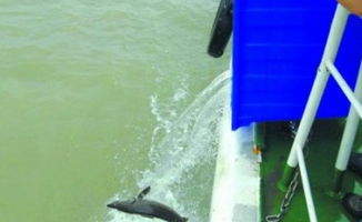 國內(nèi)外水產(chǎn)動(dòng)態(tài)與行業(yè)趨勢 信息洞察與未來發(fā)展